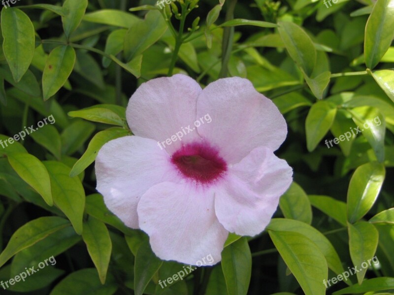 Flowers Nature Plant Flowering Vegetation