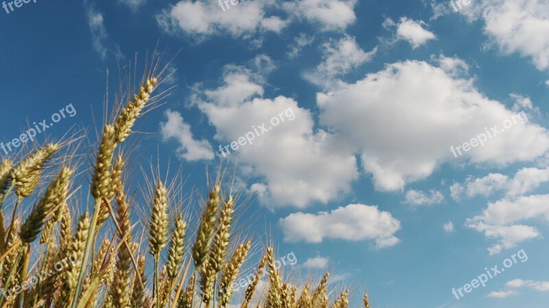 Cornfield Wheat Fields Field Wheat Agriculture