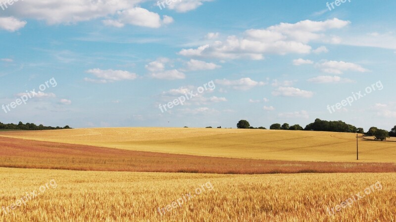 Cornfield Wheat Fields Field Wheat Agriculture