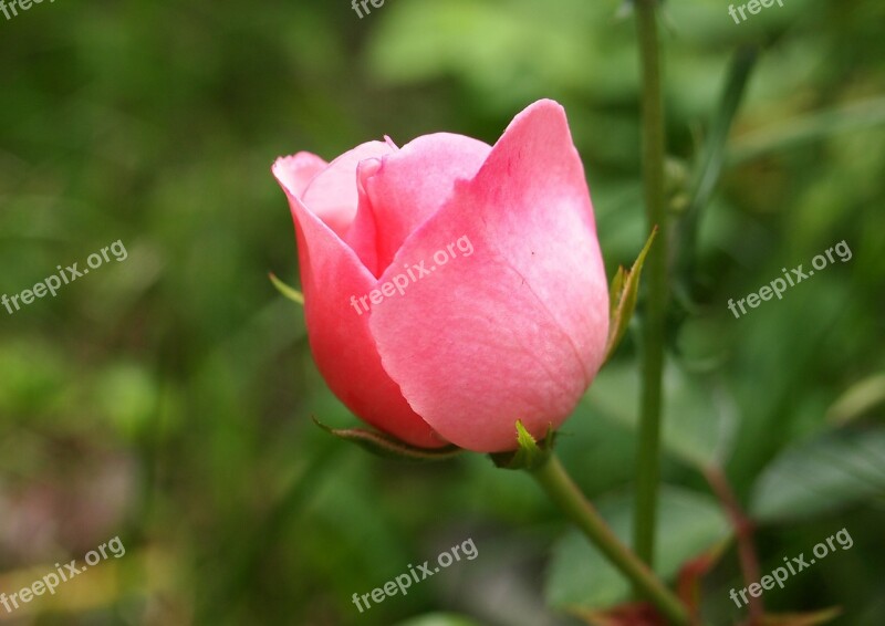 Rose Blossom Bloom Red Nature