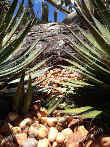 Cacti Plant Se Green Nature