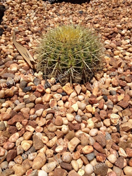 Cactus Plant Desert Cacti Botanical