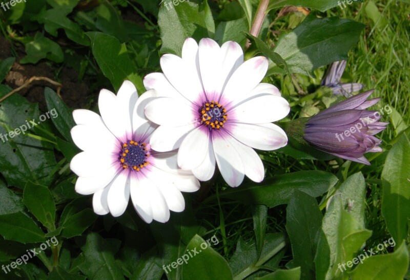 Osteospermum African Daisy Flower Bloom