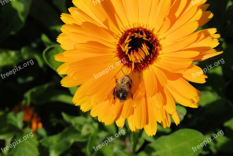 Marigold Calendula Flower Orange Blossom