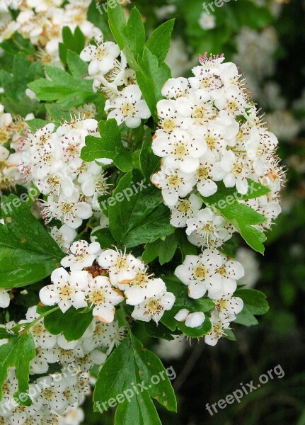 Hawthorn May-tree White Blossom Close-up