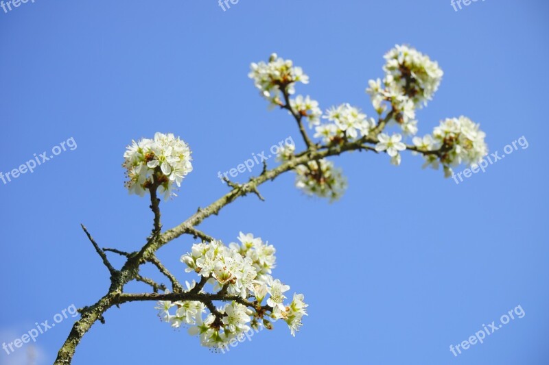 Blackthorn Flowers Branch Flowers White Bush