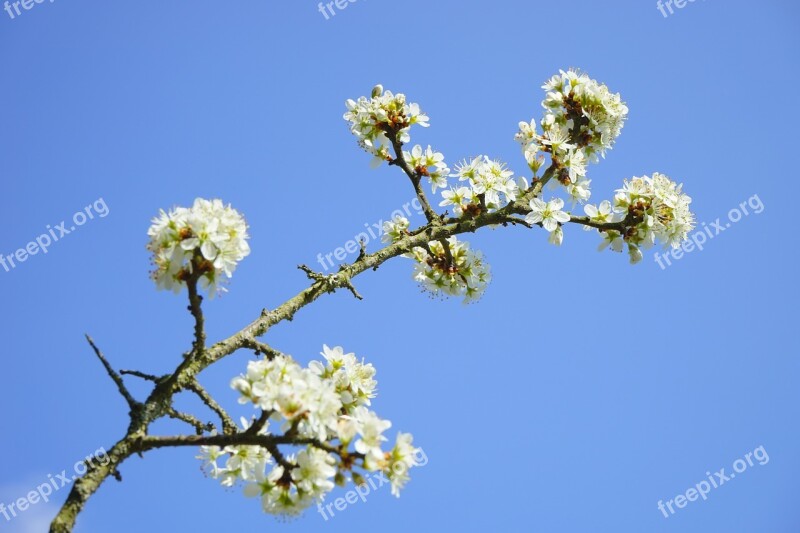 Blackthorn Flowers Branch Flowers White Bush