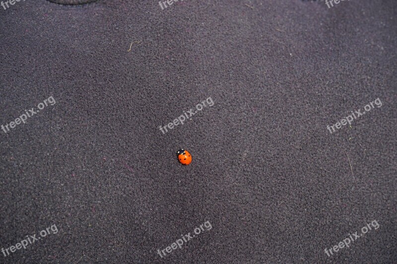 Ladybug Beetle Small Lucky Charm Red