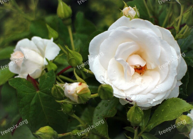 Rose Blossom Bloom White Cream