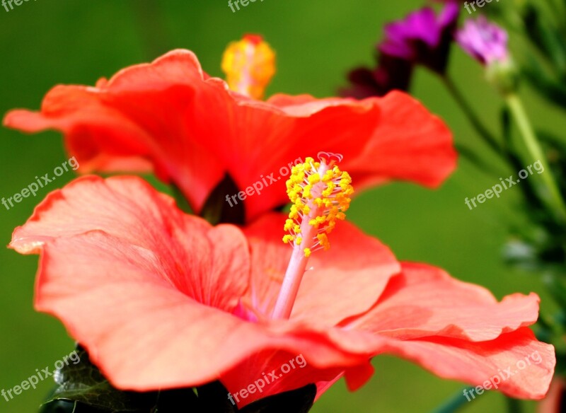 Flower Flowers Pistil Heart Hibiscus