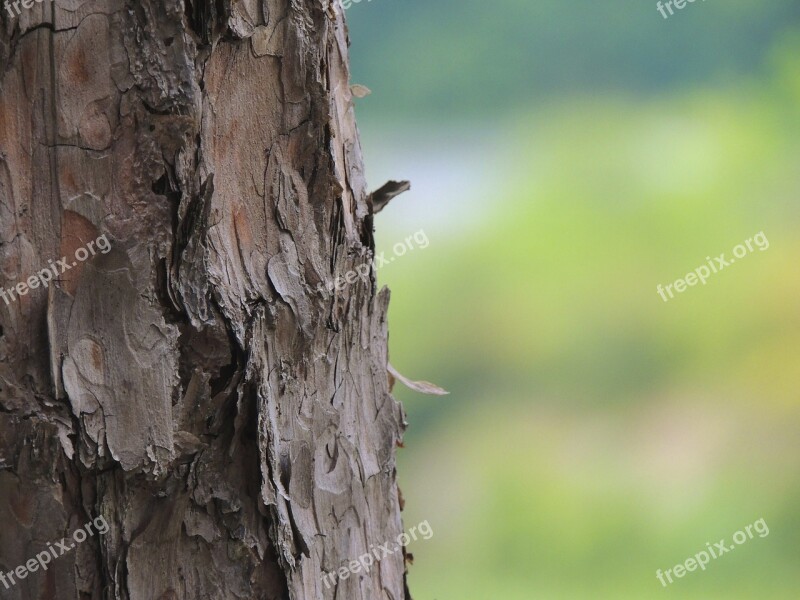 Tree Log Wood Bark Brown