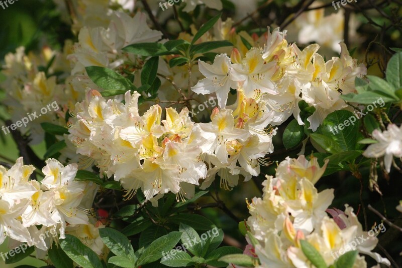 Azalea Flowering Shrubs Blossom Floral