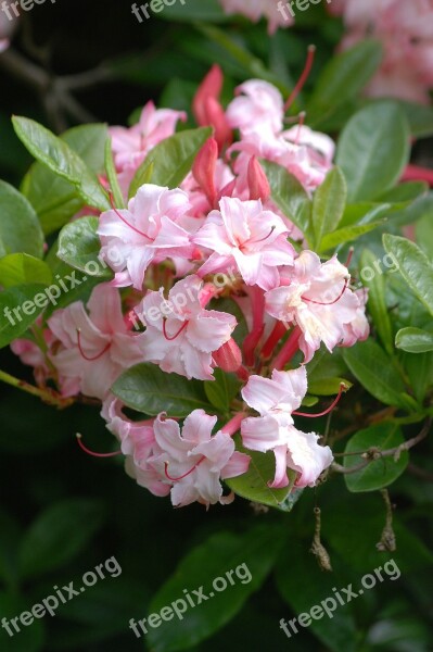 Azalea Flowering Shrubs Blossom Floral