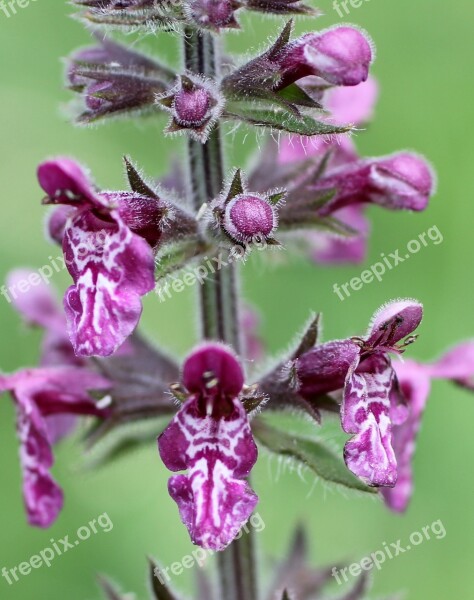 Wood Betony Wild Flower Blossom Bloom Violet