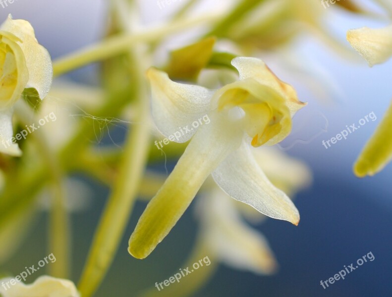 White Wood Hyacinth Blossom Bloom Wild Flower Wild Orchid