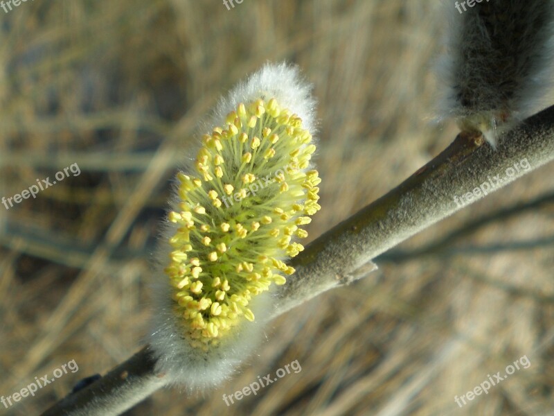 Bush Pasture Blossom Bloom Kitten