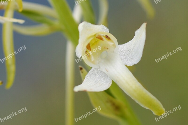 White Wood Hyacinth Blossom Bloom Wild Flower Wild Orchid