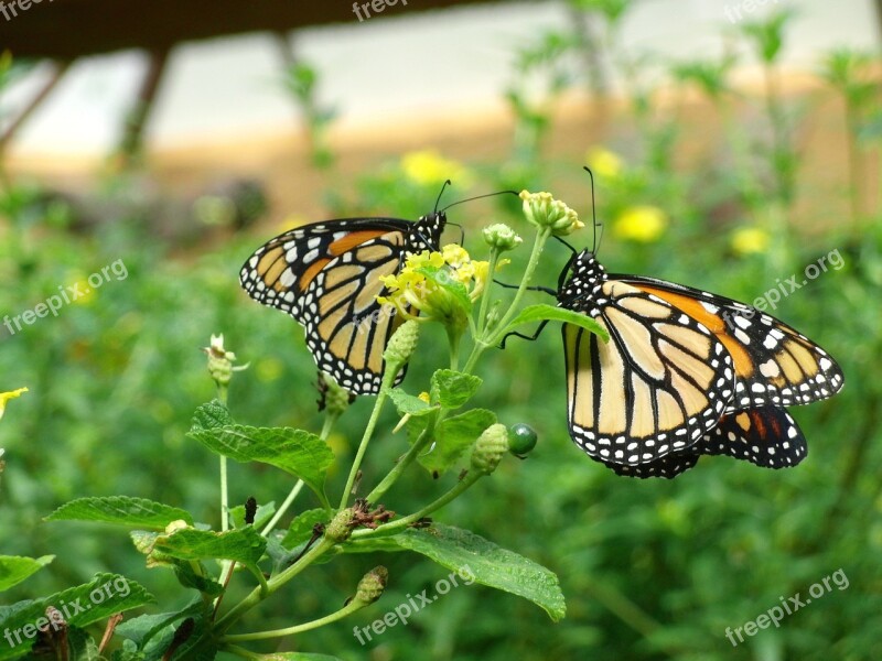 Butterfly Gran Canaria Palmitos Park Free Photos