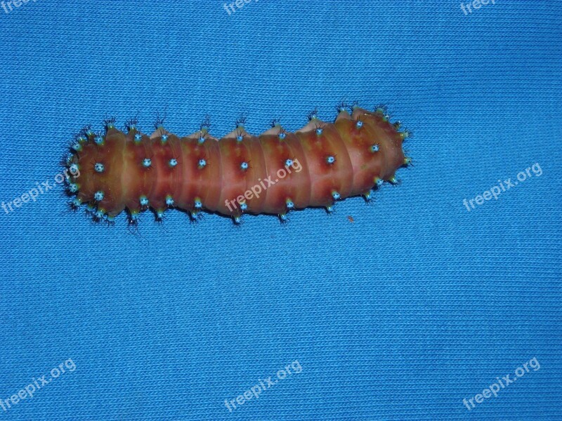 Caterpillar Blue Animal Free Photos