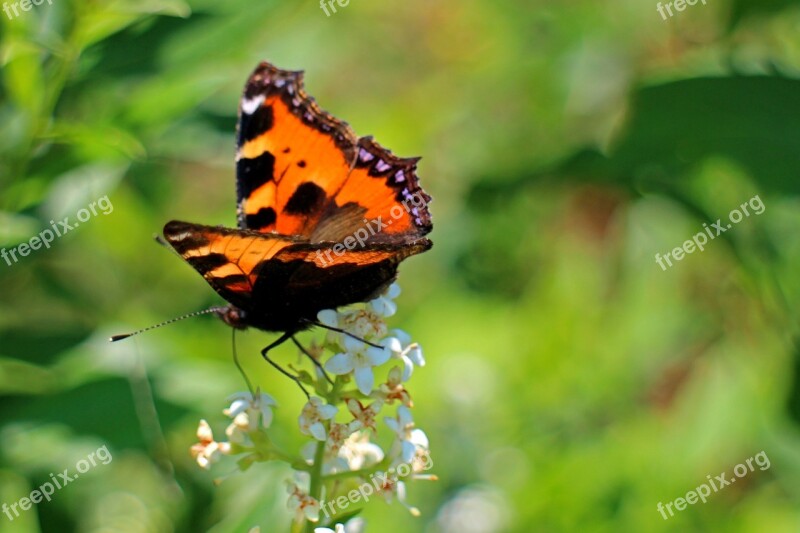 Little Fox Butterfly Butterflies Color Edelfalter