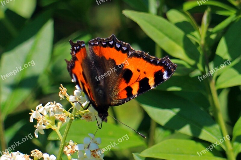 Little Fox Butterfly Butterflies Color Edelfalter