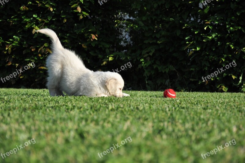 Dog Game Golden Retriever Garden Red Ball