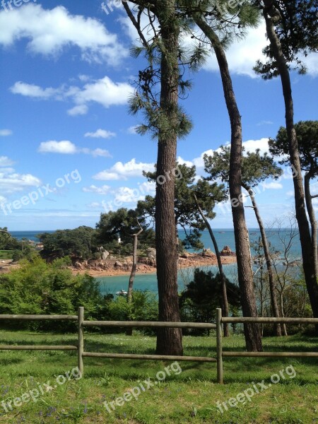 Sea Tree Landscape Sun Side