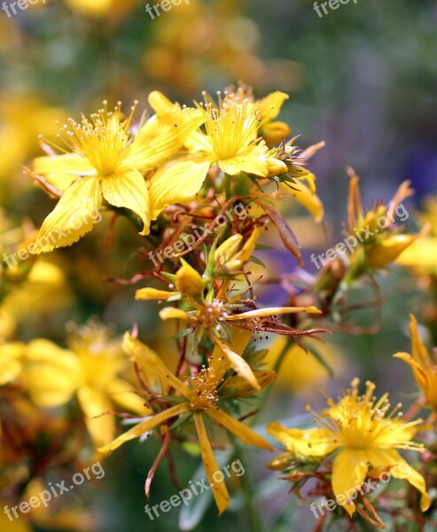 St John's Wort Blossom Bloom Yellow Wild Flower