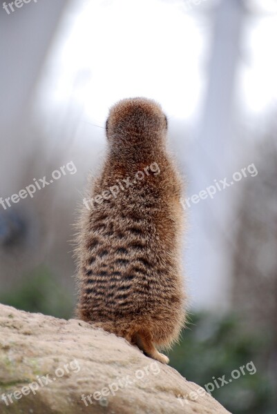 Meerkat Suricate Desert Nature Wildlife