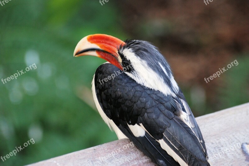 Hornbill Bird Tropical Beak Bill