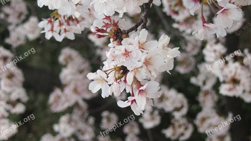 Cherry Blossoms Yoshino Cherry Tree Spring In Japan Free Photos