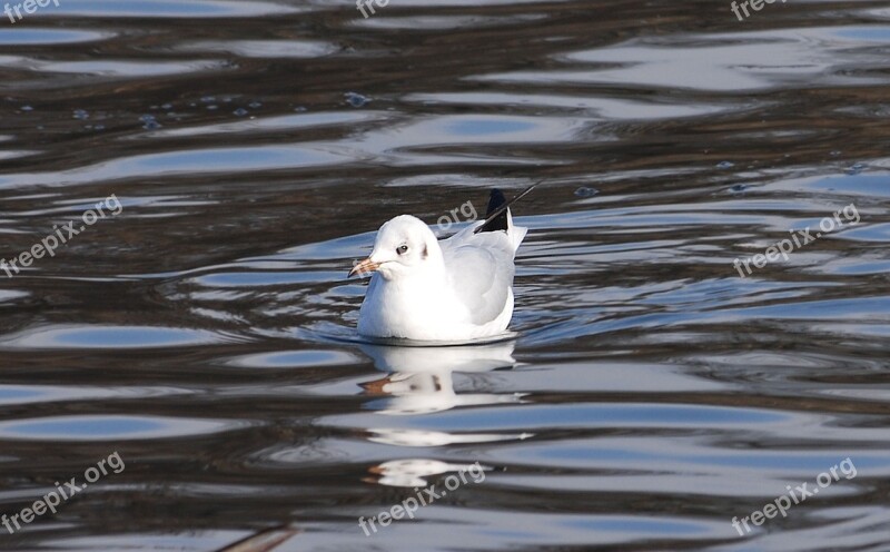 Gull Resting Bird Wildlife Feather