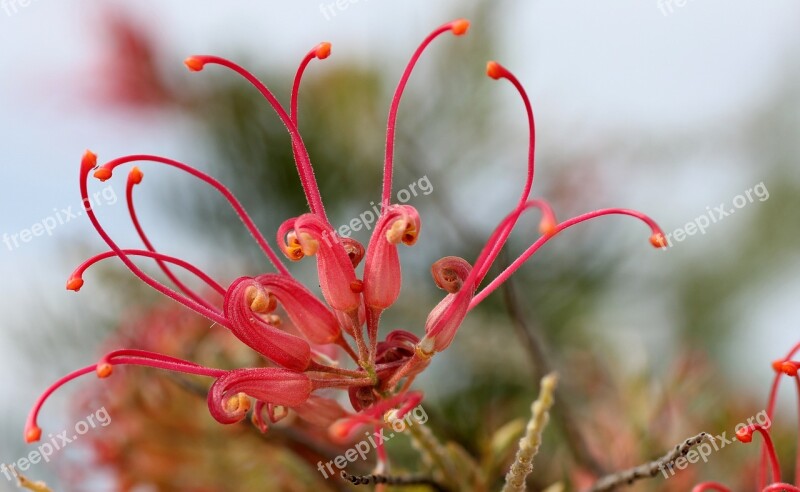 Lipari Blossom Bloom Pink Nature