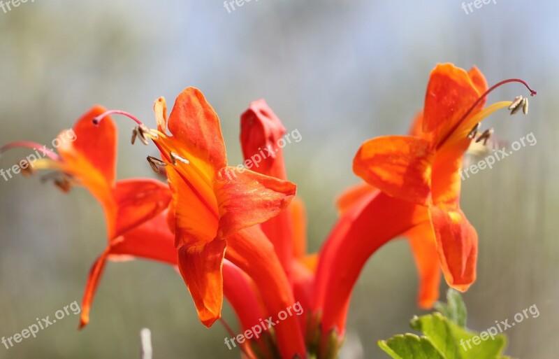 Lipari Blossom Bloom Orange Red