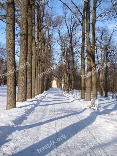 Alley Trees Track Snow Winter