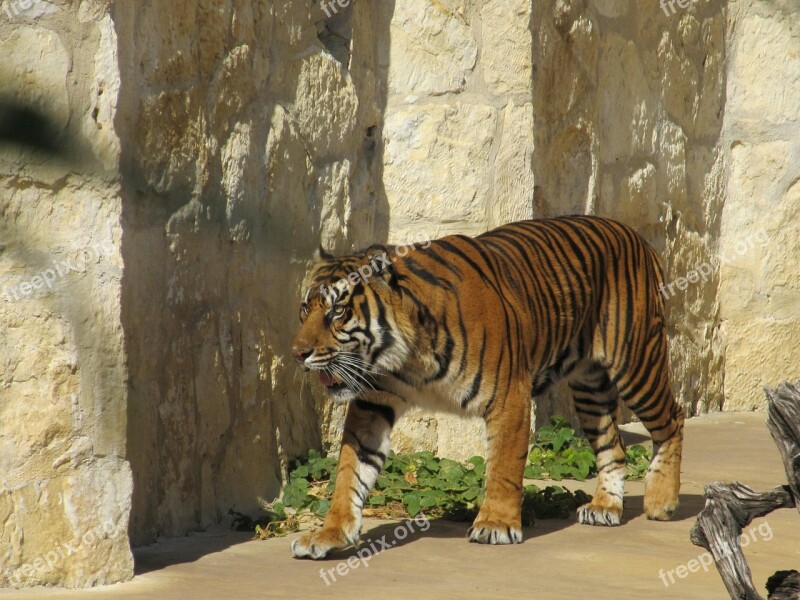 Sumatran Tiger Big Cat Tiger Stripes Cat