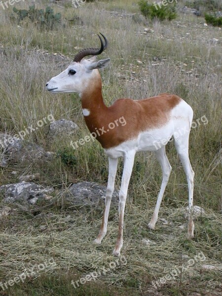 Springbok Wildlife Antidorcas Marsupialis Animal Mammal