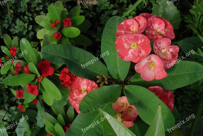 Plant Flowers Euphorbia Free Photos