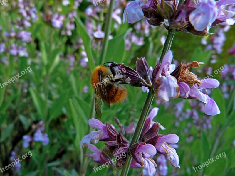 Insect Macro Lavender Bee Forage