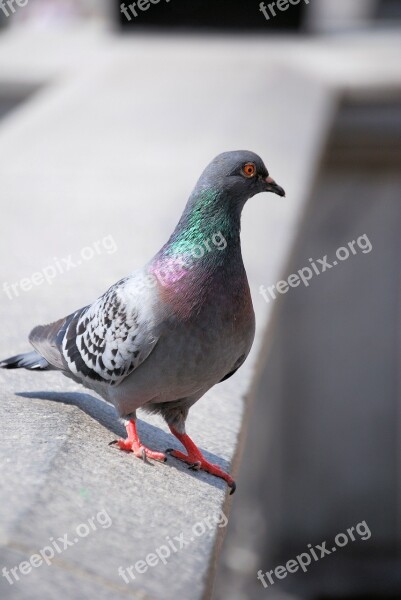 Pigeon Feathers Wildlife Bird Free Photos