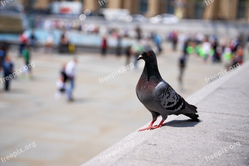 Pigeon Feathers Wildlife Bird Free Photos