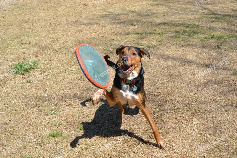 Dog Frisbee Fetch Jump Canine