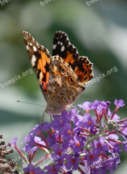 Butterfly Insect Painted Lady Wildlife Macro