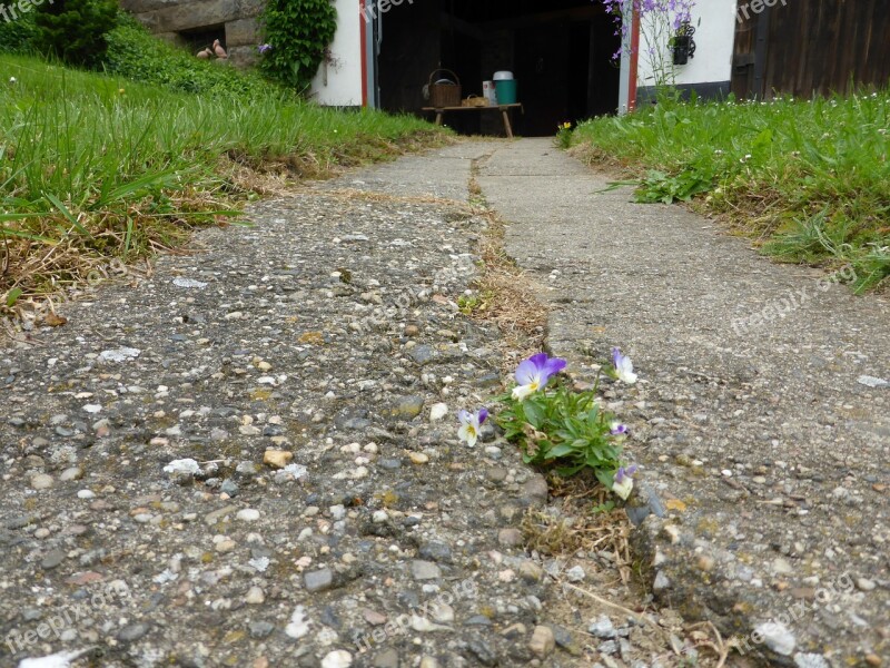 Flower Asphalt Pansy Spring Free Photos