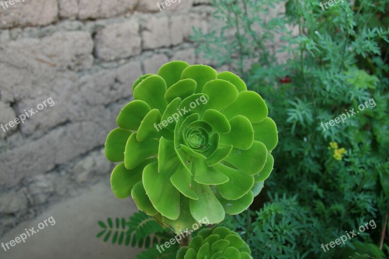 Succulent Plant Exotic Green Succulent Plant