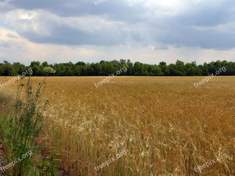 Summer Field Cereals Cornfield Clouds