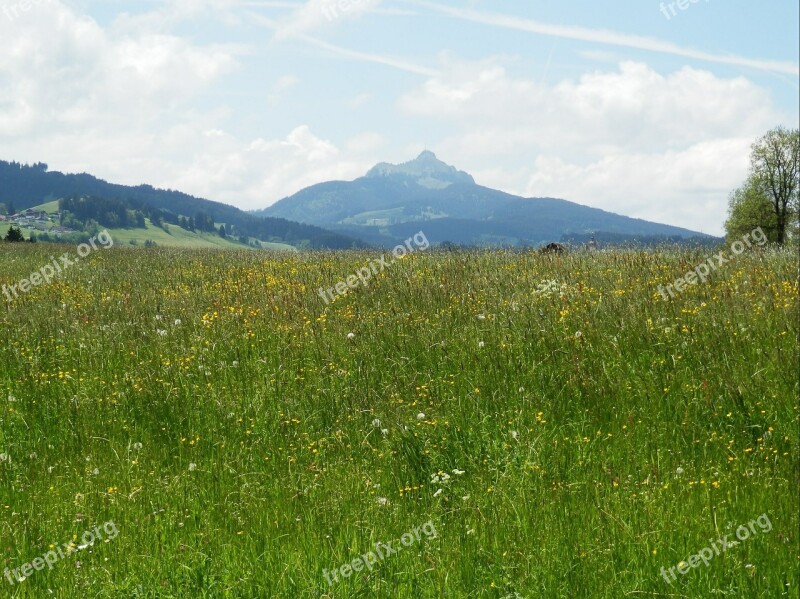 Meadow Allgäu Greened Panorama Mountains