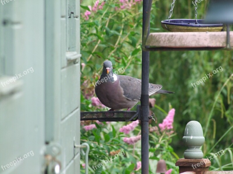 Pigeon Bird Garden Free Photos