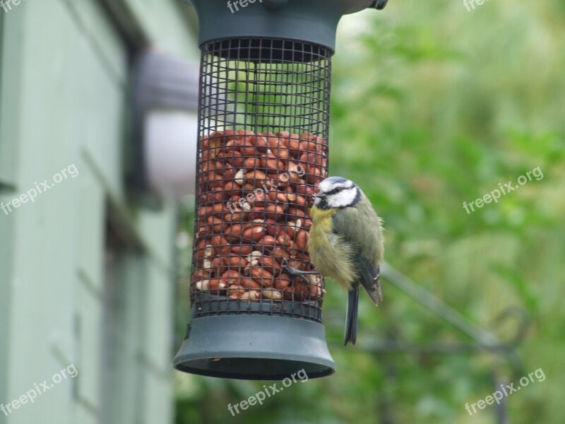 Feeder Feeding Birds Grain Feeding Bird