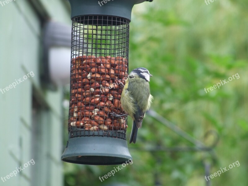 Feeder Feeding Birds Grain Feeding Bird